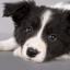 cute puppy